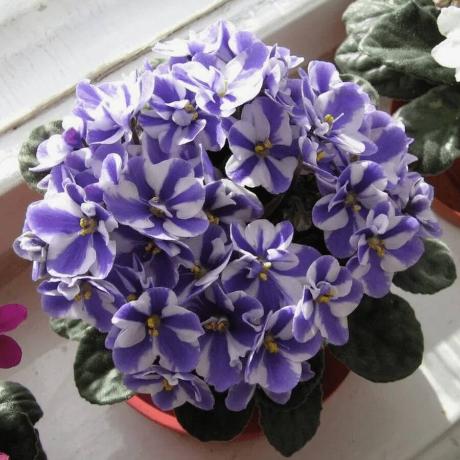 240 piezas de semillas de rosa africana