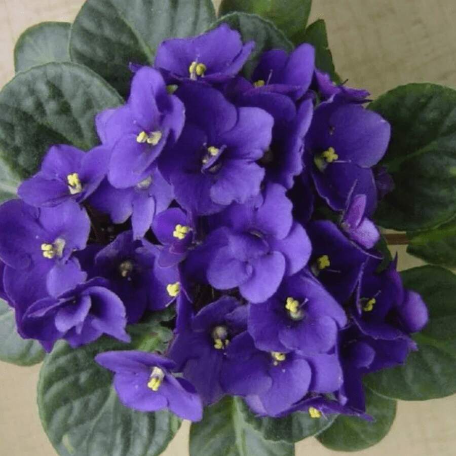 240 piezas de semillas de rosa africana