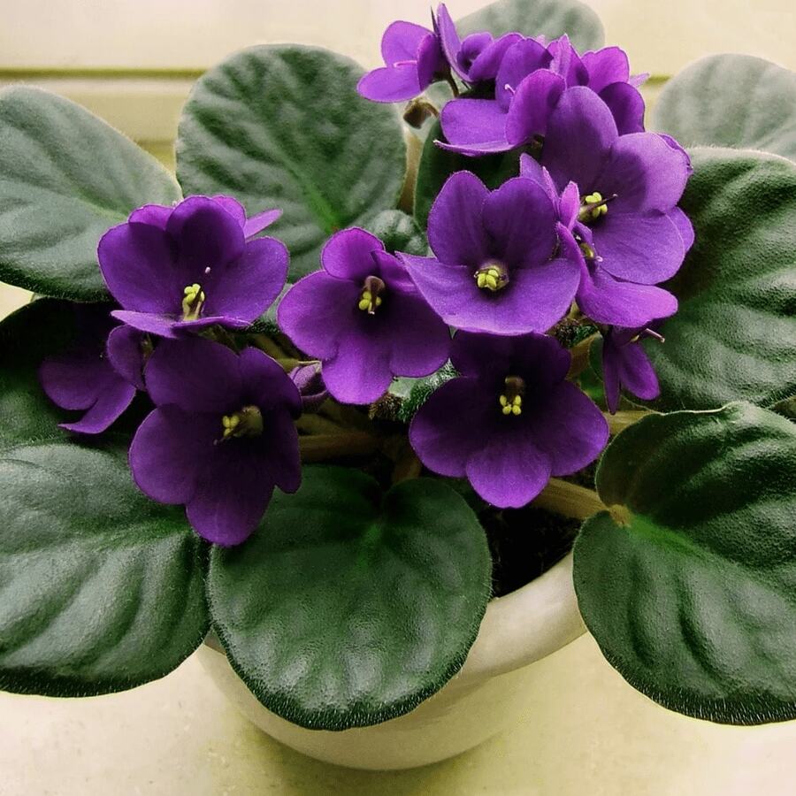 240 piezas de semillas de rosa africana