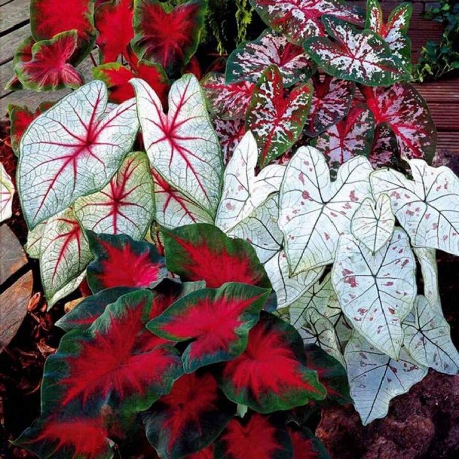 50 piezas de semillas de hojas de longevidad de mezcla de colores