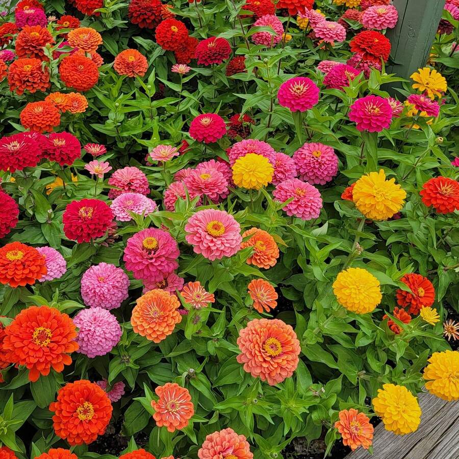 180 piezas, Semillas de flores grandes mixtas de zinnia