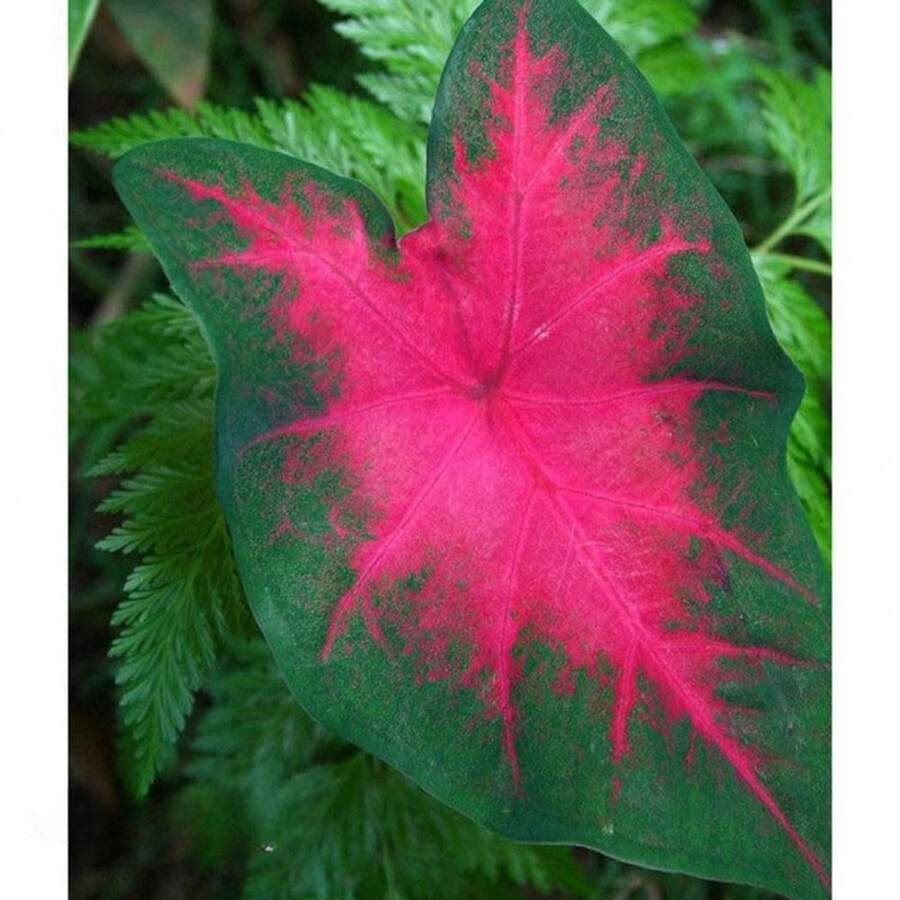 50 piezas de semillas de hojas de longevidad de mezcla de colores