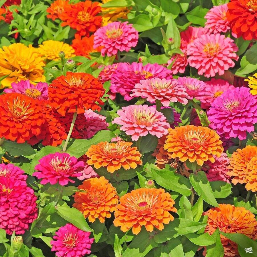 180 piezas, Semillas de flores grandes mixtas de zinnia