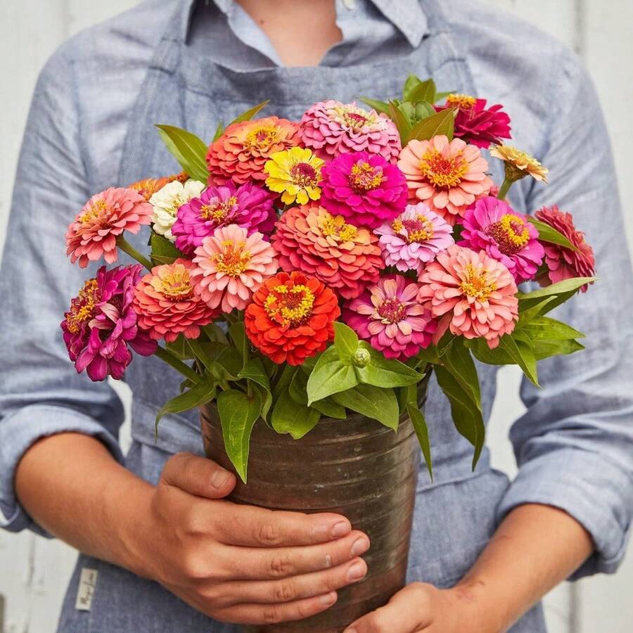 180 piezas, Semillas de flores grandes mixtas de zinnia
