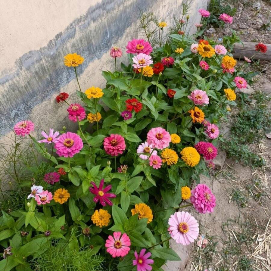 180 piezas, Semillas de flores grandes mixtas de zinnia