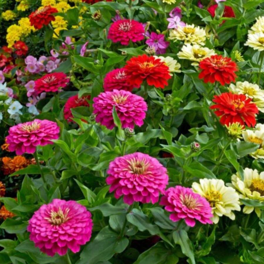 180 piezas, Semillas de flores grandes mixtas de zinnia