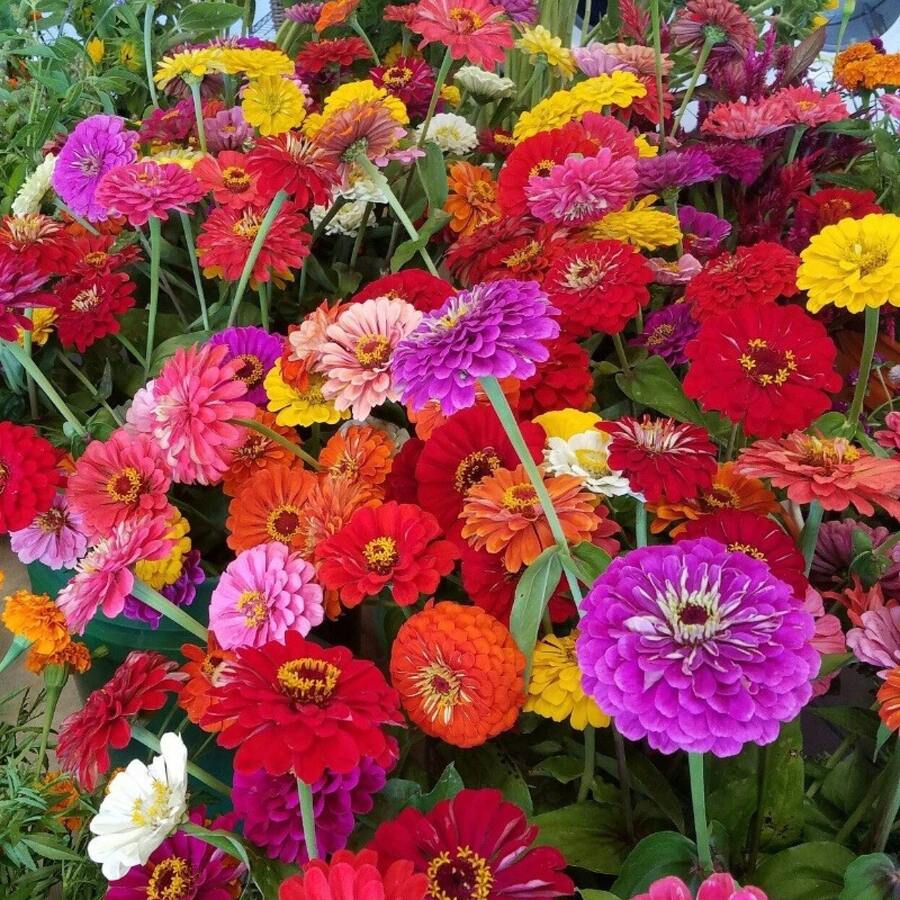 180 piezas, Semillas de flores grandes mixtas de zinnia