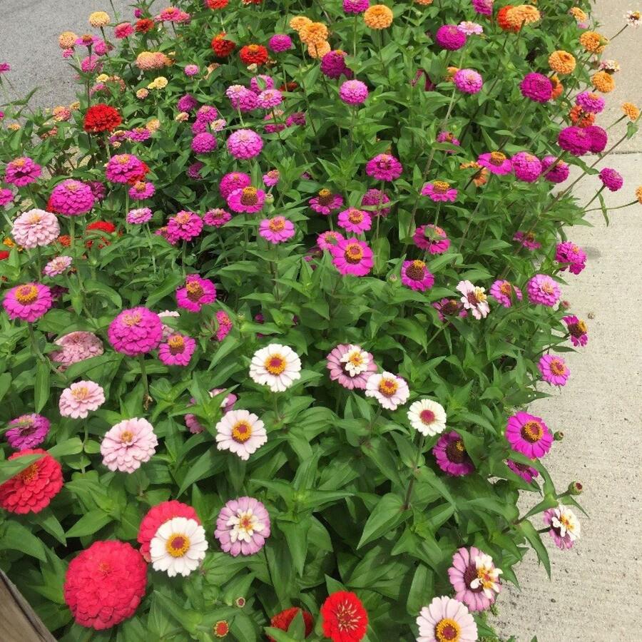 180 piezas, Semillas de flores grandes mixtas de zinnia