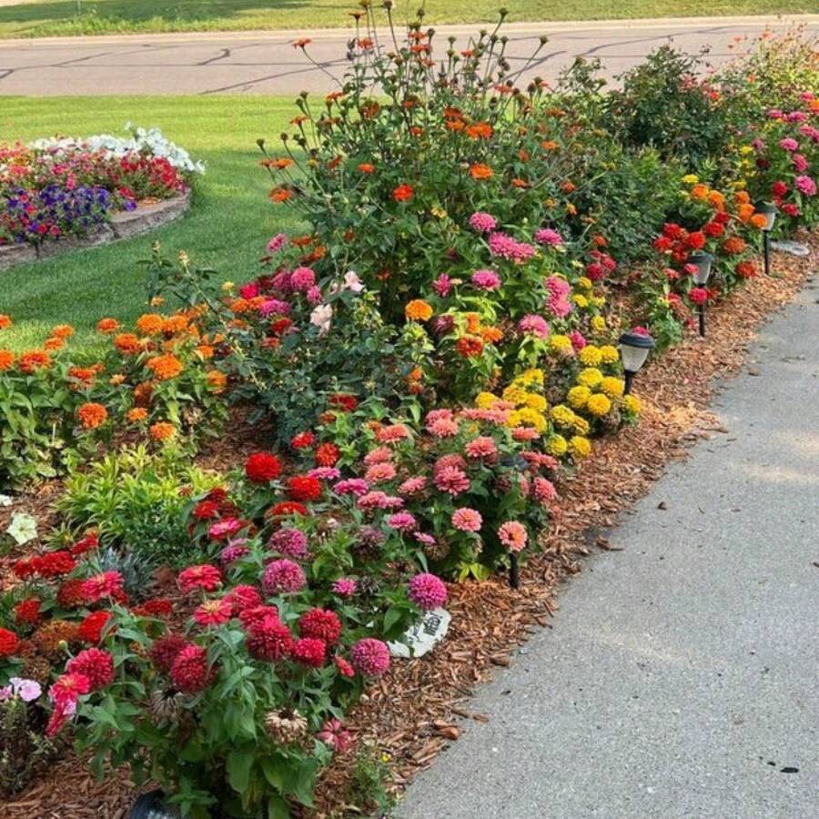 180 piezas, Semillas de flores grandes mixtas de zinnia