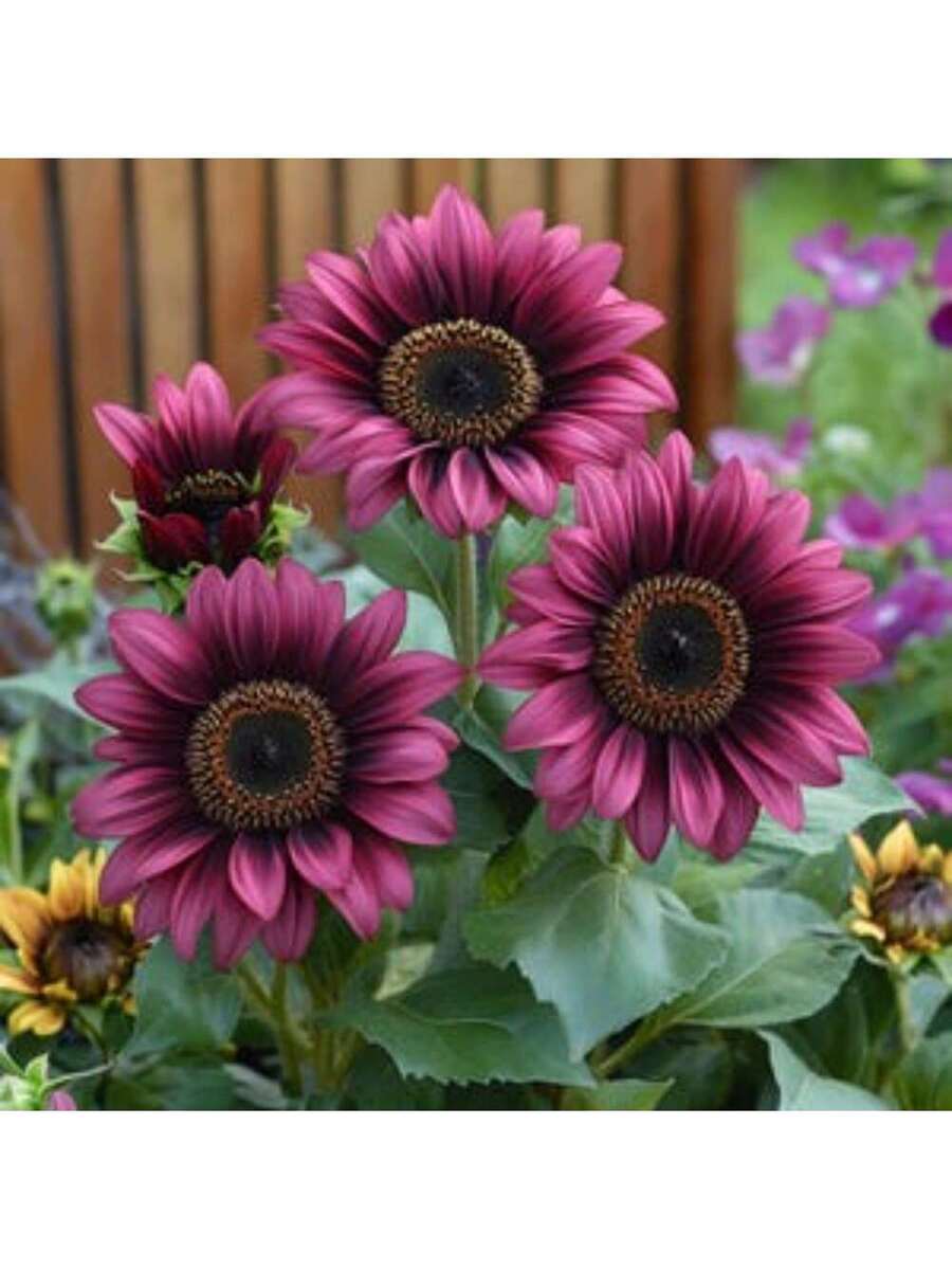 Semillas de Girasol Morado Local Barn