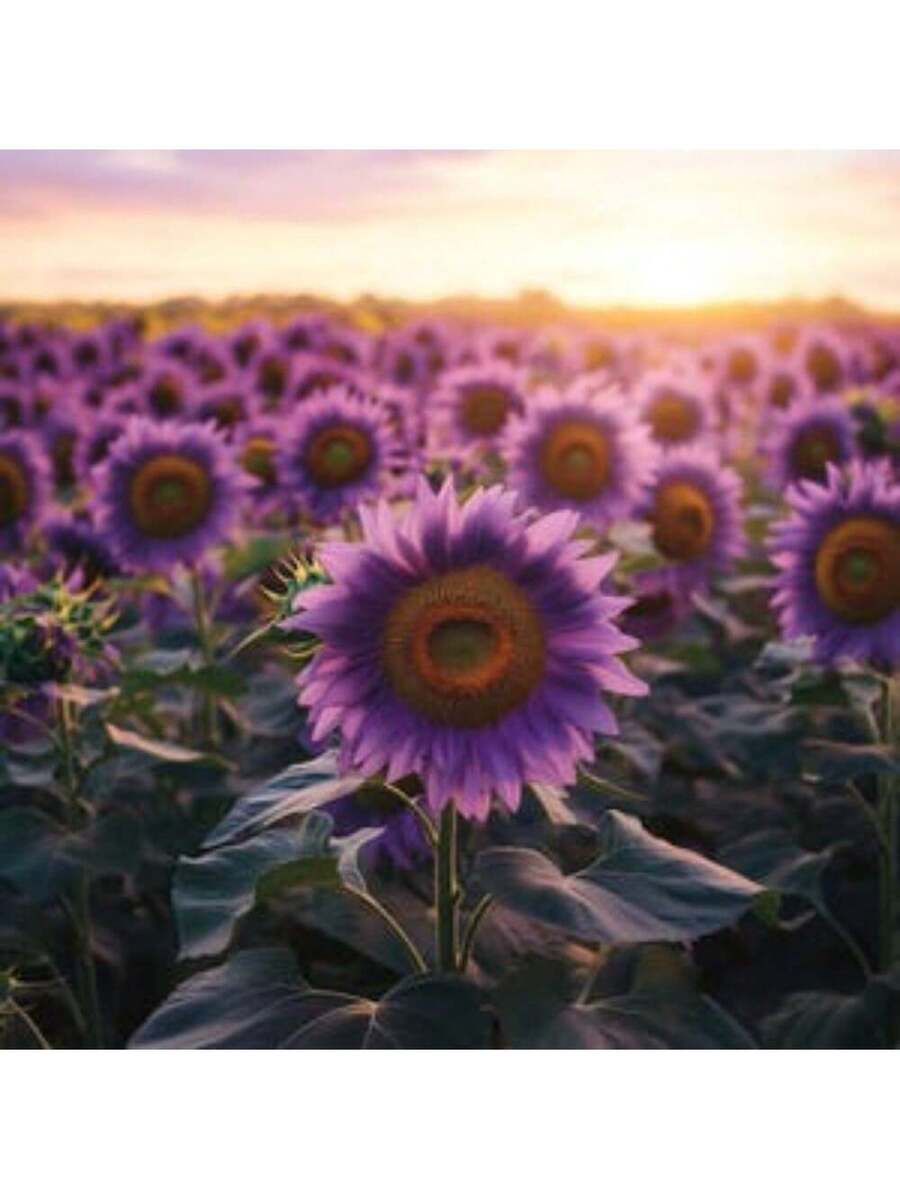 Semillas de Girasol Morado Local Barn