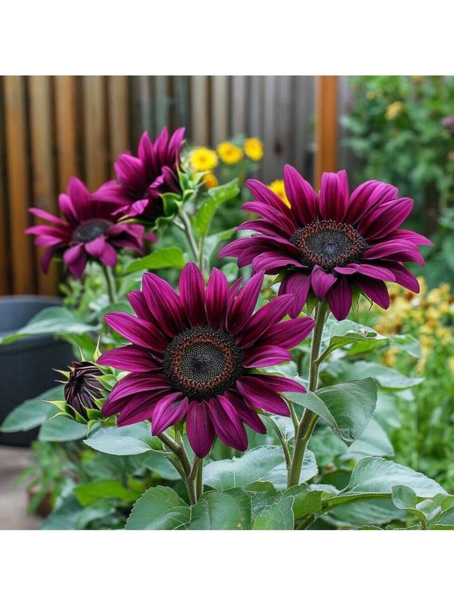 Semillas de Girasol Morado Local Barn