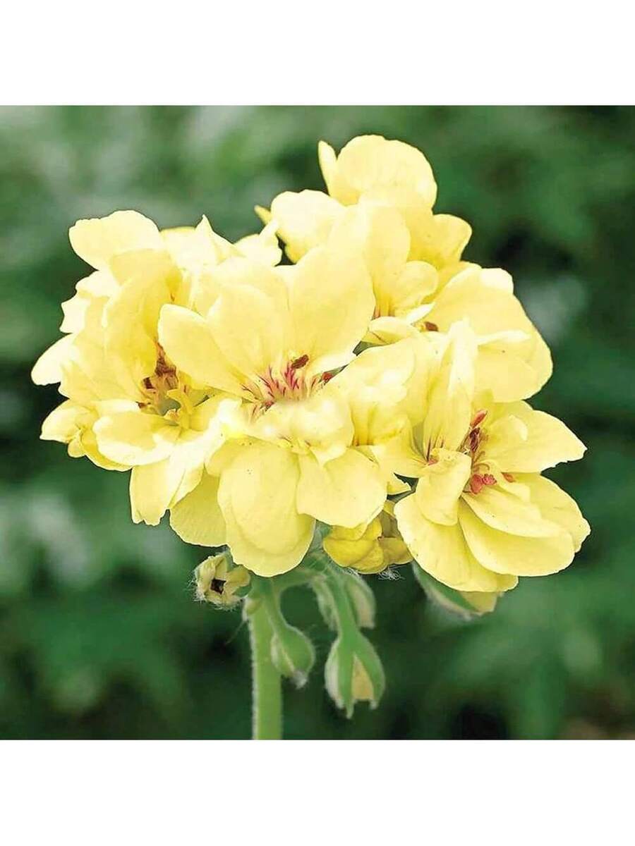 Semillas de Geranio Amarillo Flores Amarillas 110Pcs