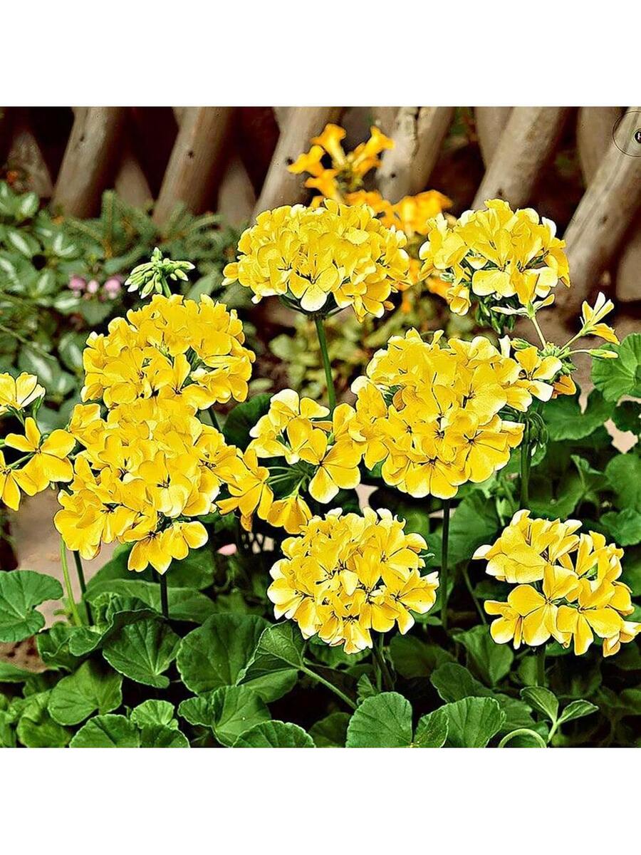 Semillas de Geranio Amarillo Flores Amarillas 110Pcs