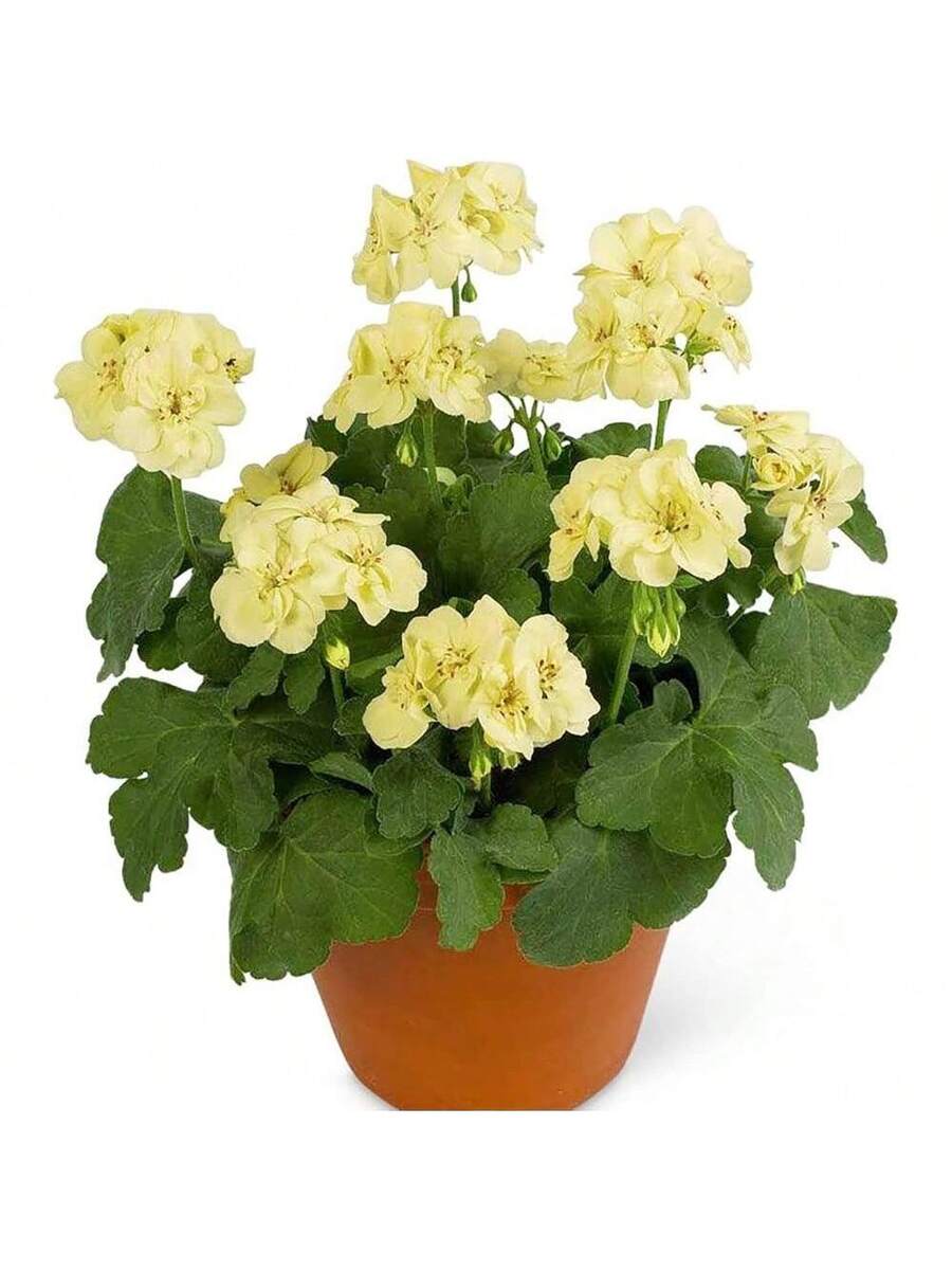Semillas de Geranio Amarillo 110Pcs