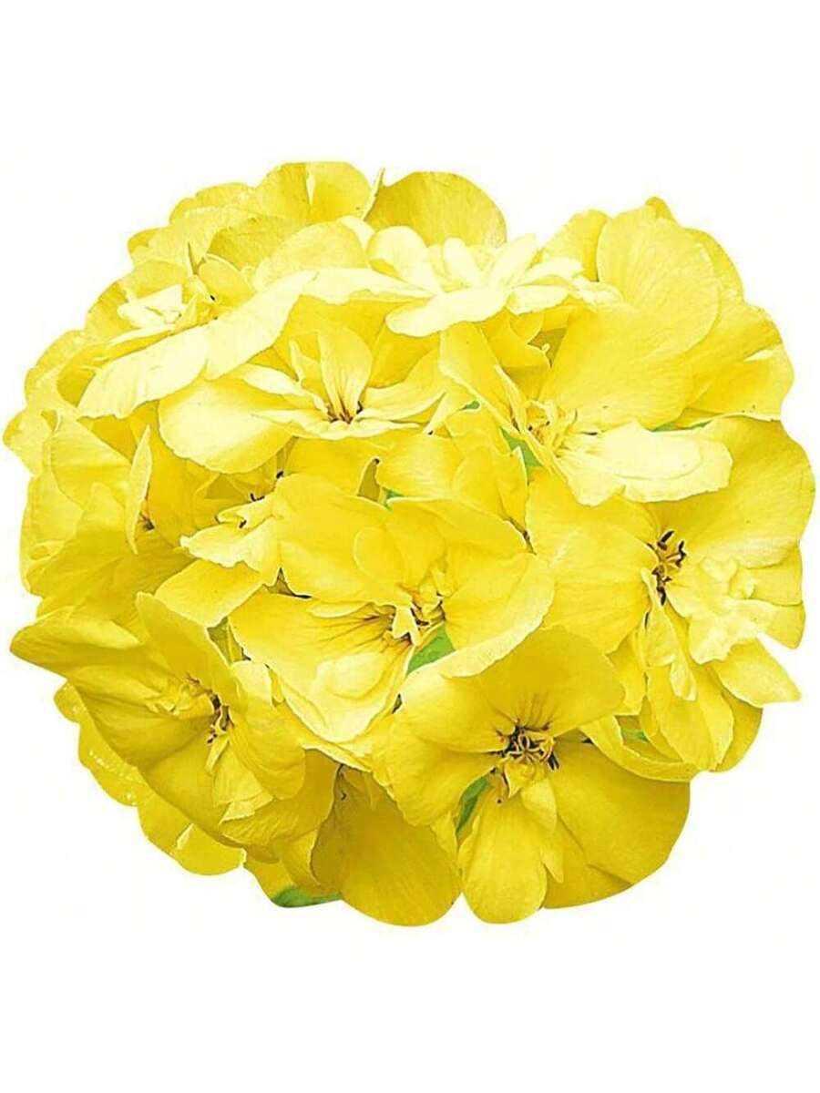 Semillas de Geranio Amarillo Flores Amarillas 110Pcs