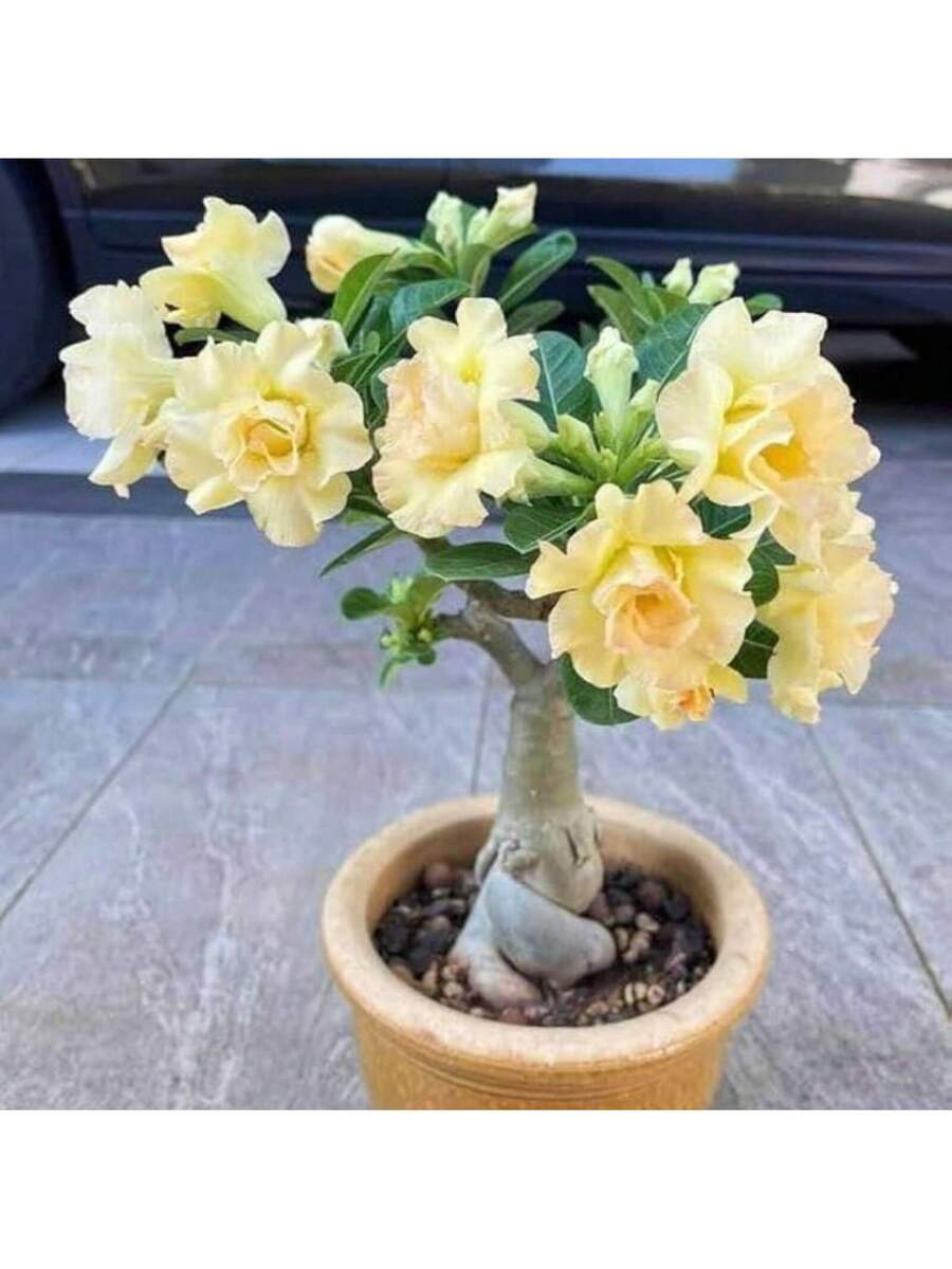 Semillas de Rosa del Desierto de color amarillo paquete de 120