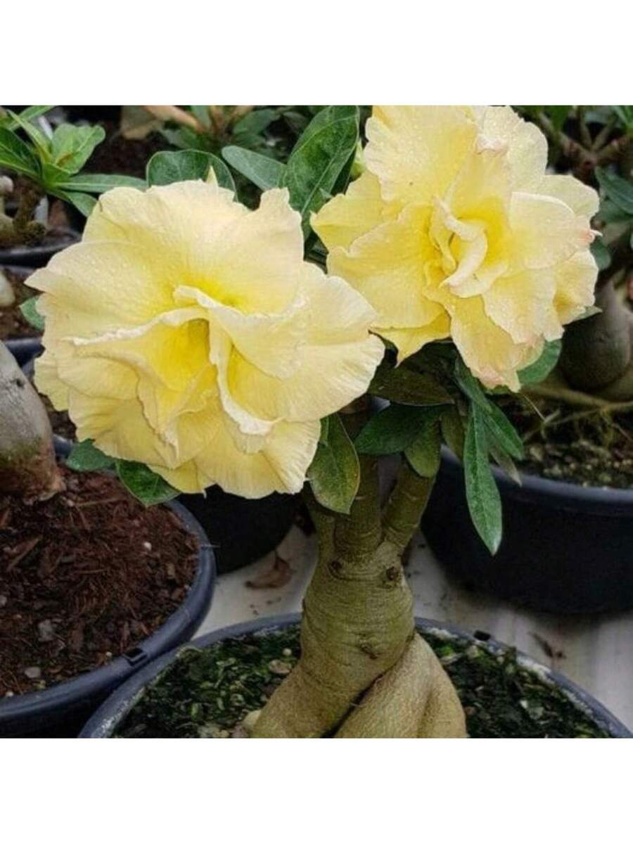 Semillas de Rosa del Desierto de color amarillo paquete de 120