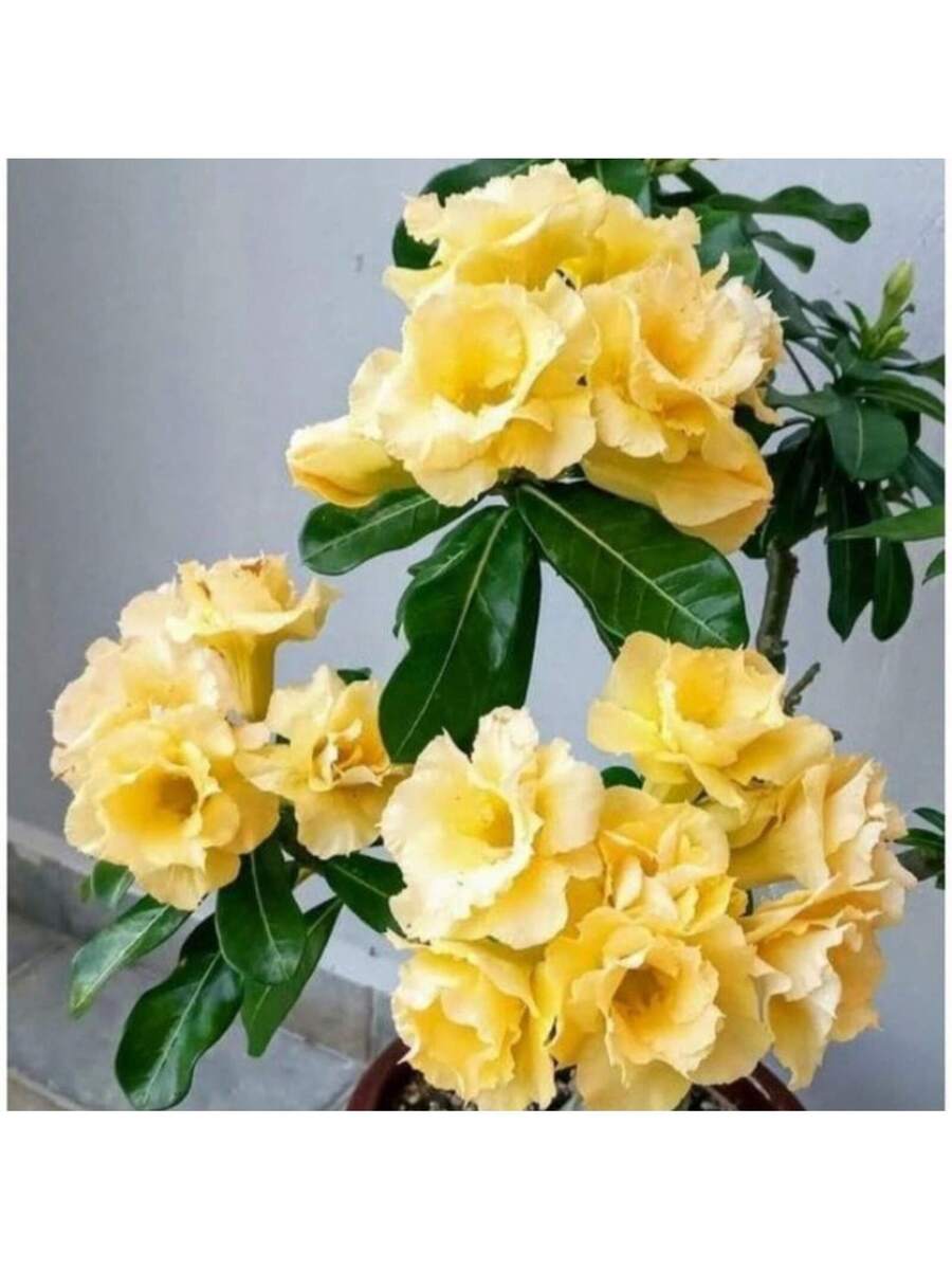Semillas de Rosa del Desierto de color amarillo paquete de 120