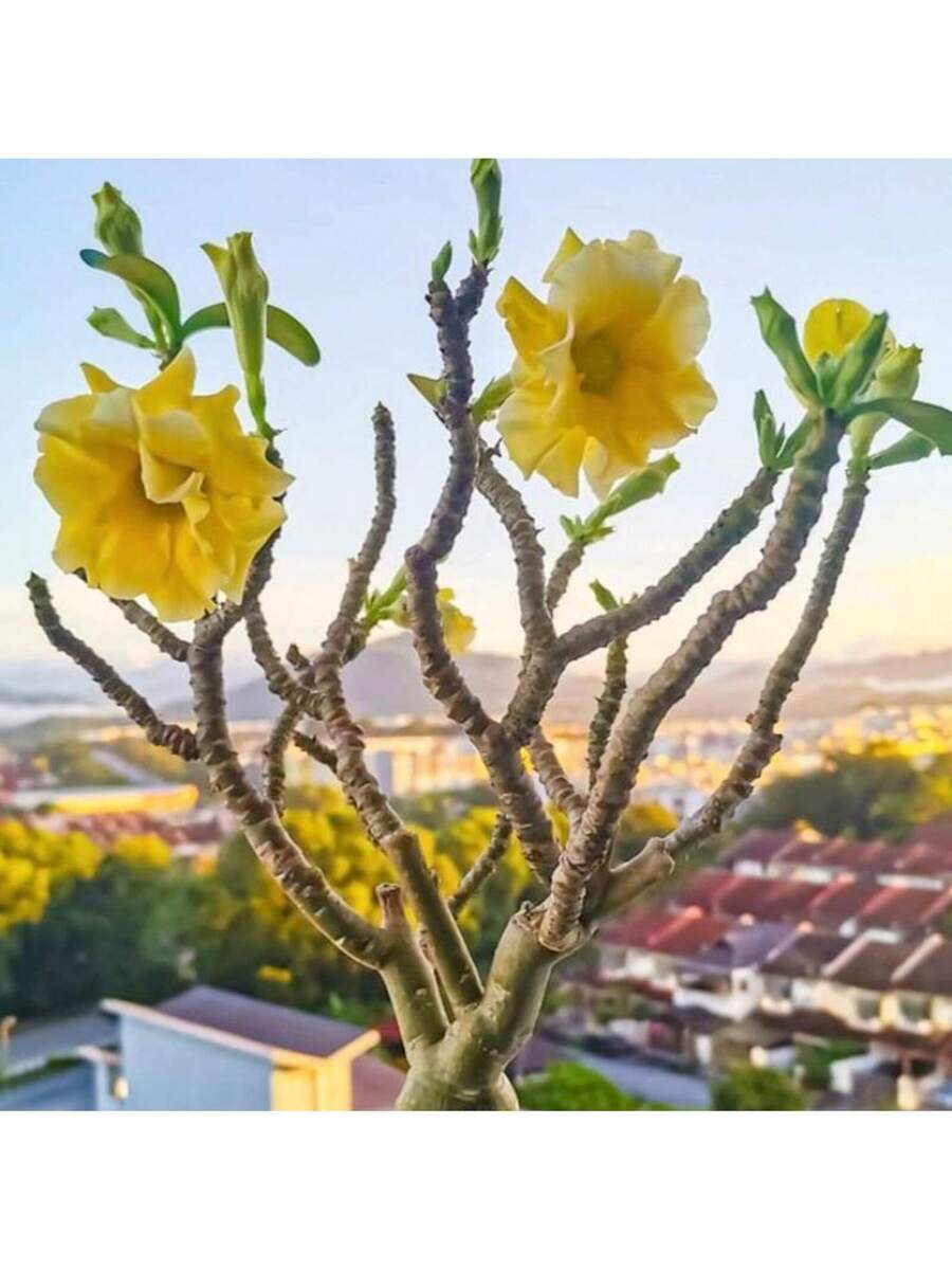Semillas de Rosa del Desierto de color amarillo paquete de 120