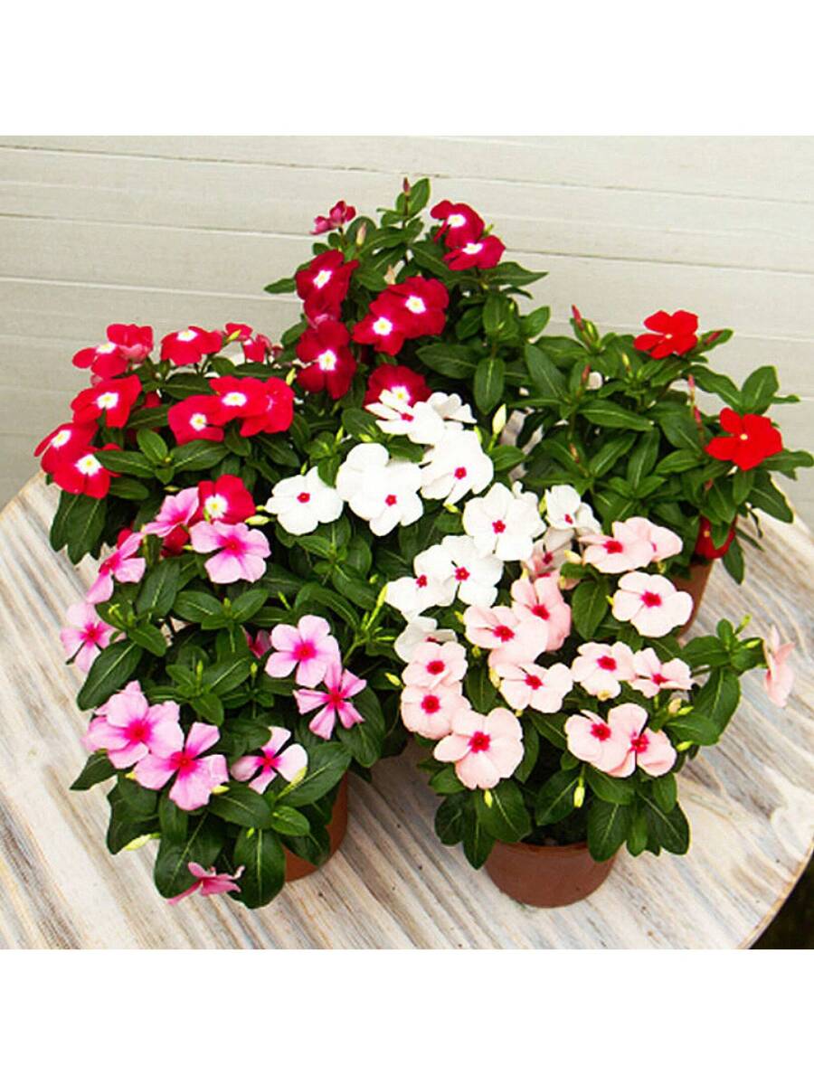 100 piezas de semillas mixtas de primula, flor de changchun, flor enana
