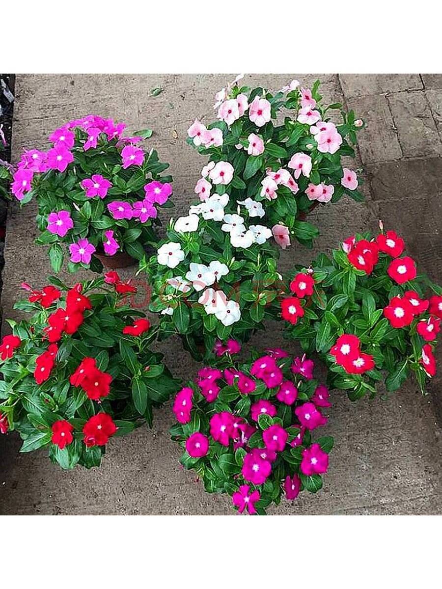 100 piezas de semillas mixtas de primula, flor de changchun, flor enana