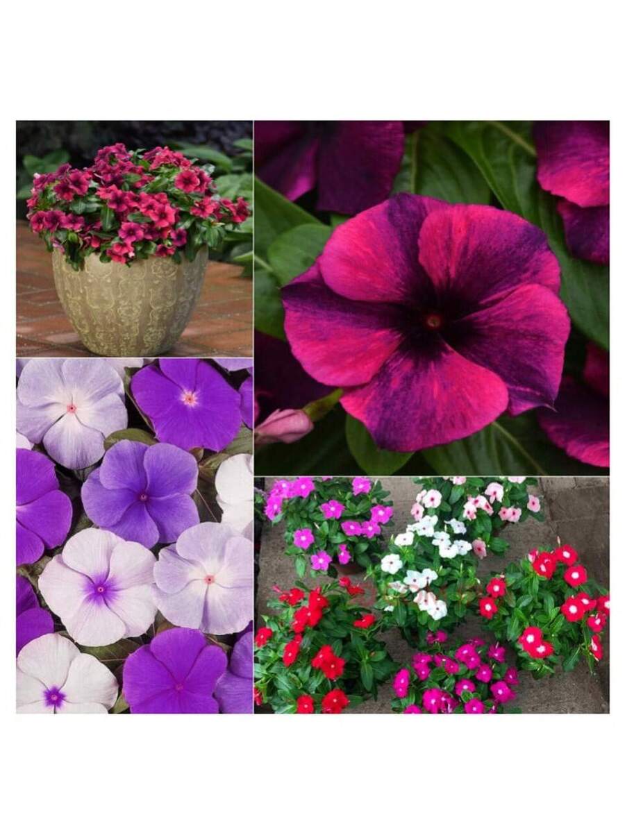 100 piezas de semillas mixtas de primula, flor de changchun, flor enana