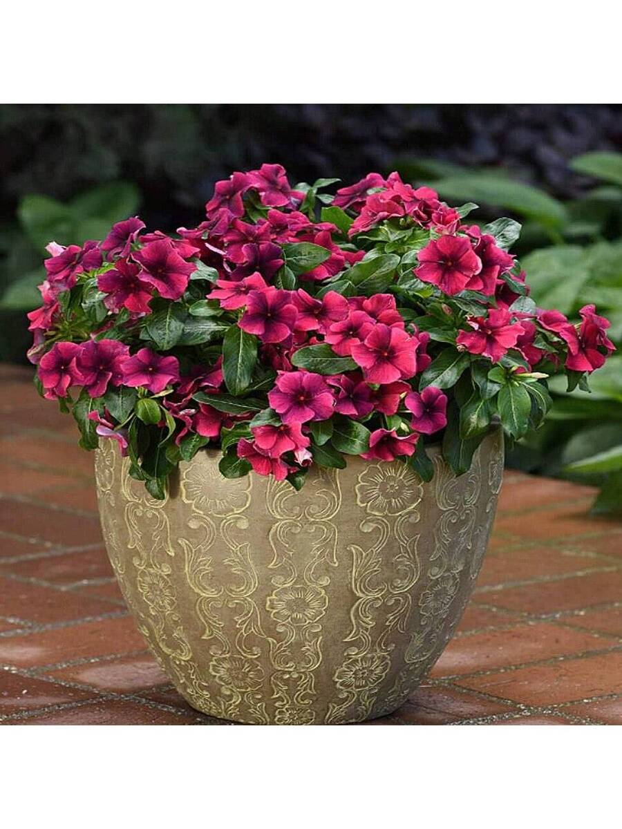 100 piezas de semillas mixtas de primula, flor de changchun, flor enana