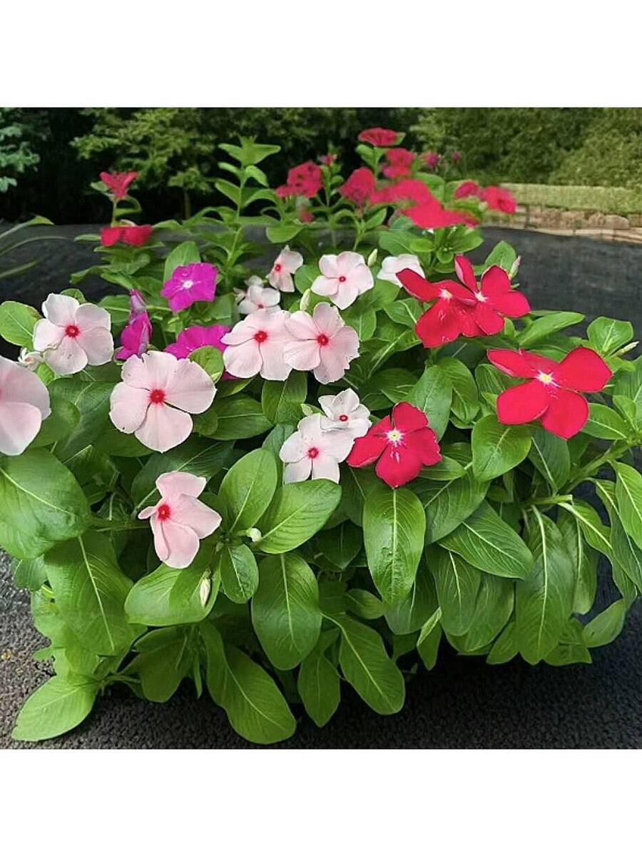 100 piezas de semillas mixtas de primula, flor de changchun, flor enana