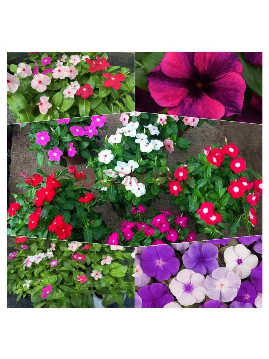 100 piezas de semillas mixtas de primula, flor de changchun, flor enana