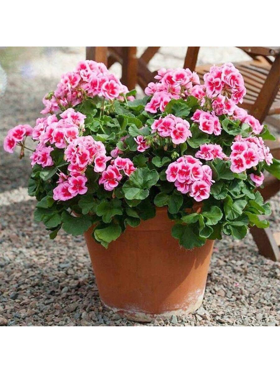 10+ Semillas de Geranio Plantas Perennes Flores