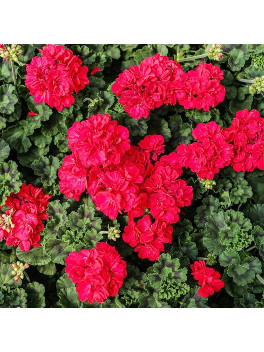 10+ Semillas de Geranio Plantas Perennes Flores