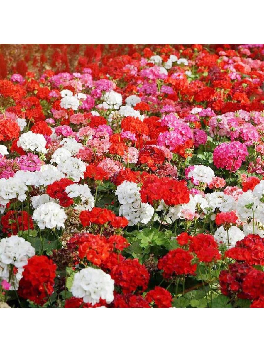 10+ Semillas de Geranio Plantas Perennes Flores