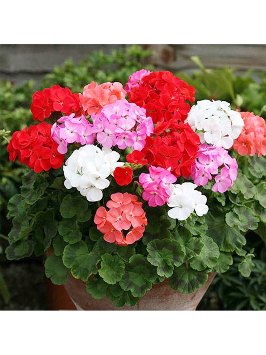 10+ Semillas de Geranio Plantas Perennes Flores