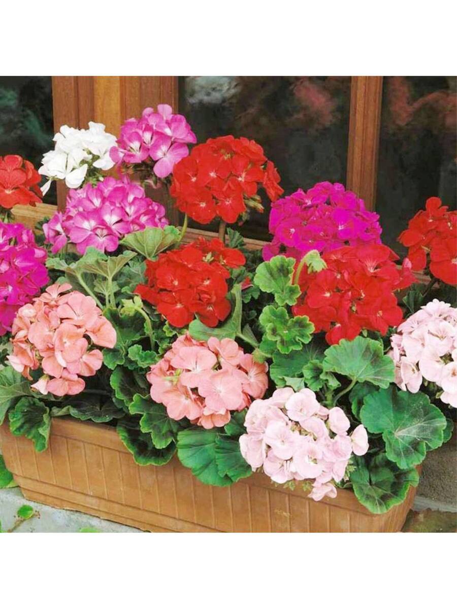 10+ Semillas de Geranio Plantas Perennes Flores