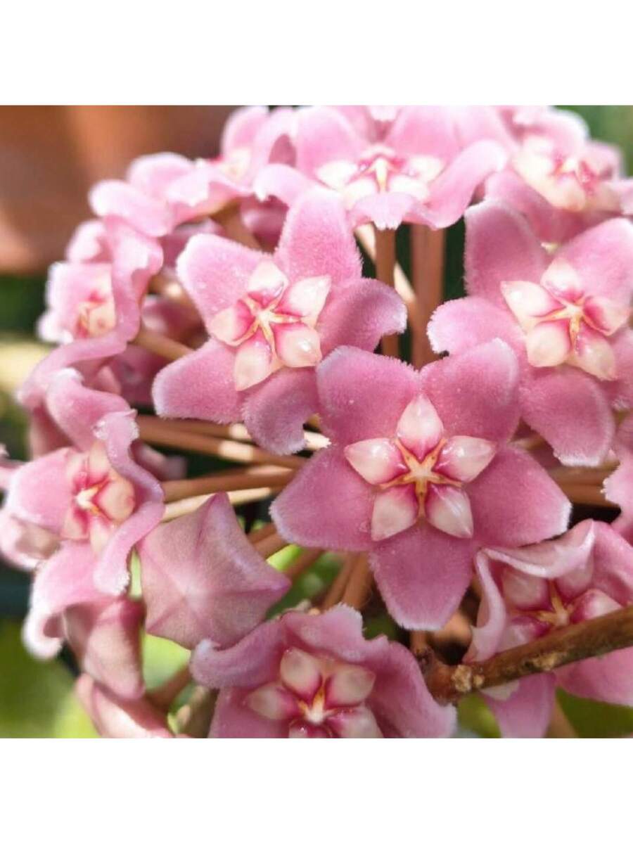 300 semillas mixtas de Hoya Carnosa