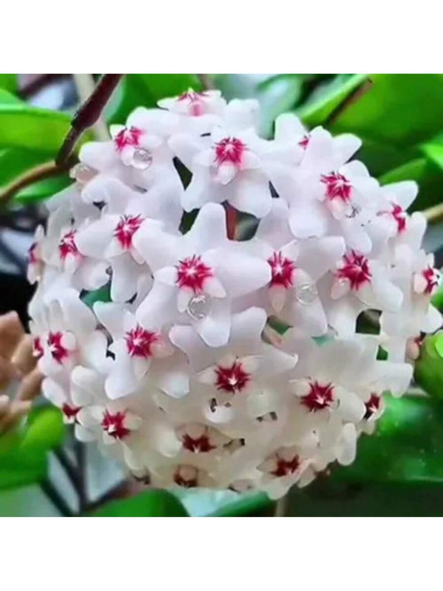 300 semillas mixtas de Hoya Carnosa