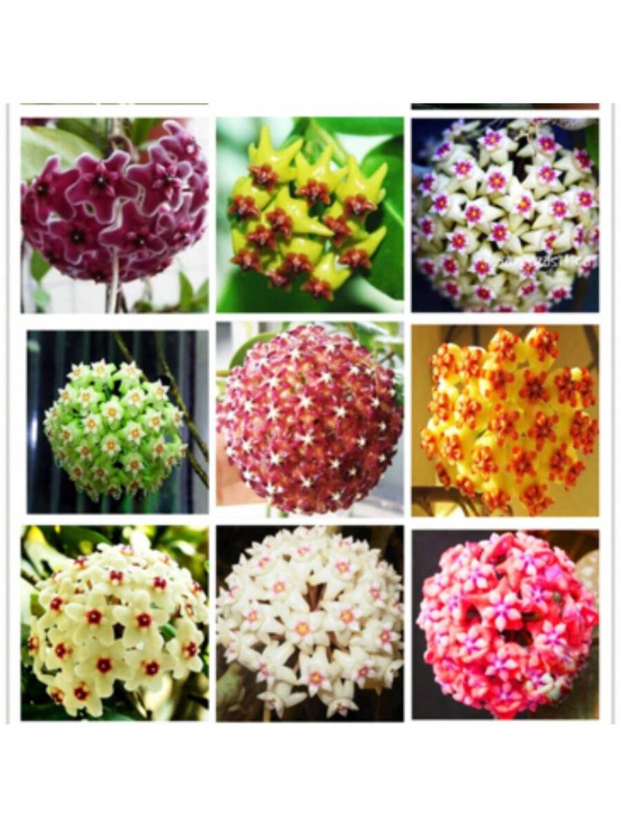 300 semillas mixtas de Hoya Carnosa