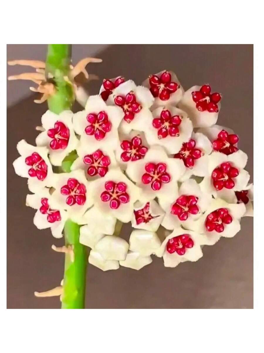 300 semillas mixtas de Hoya Carnosa
