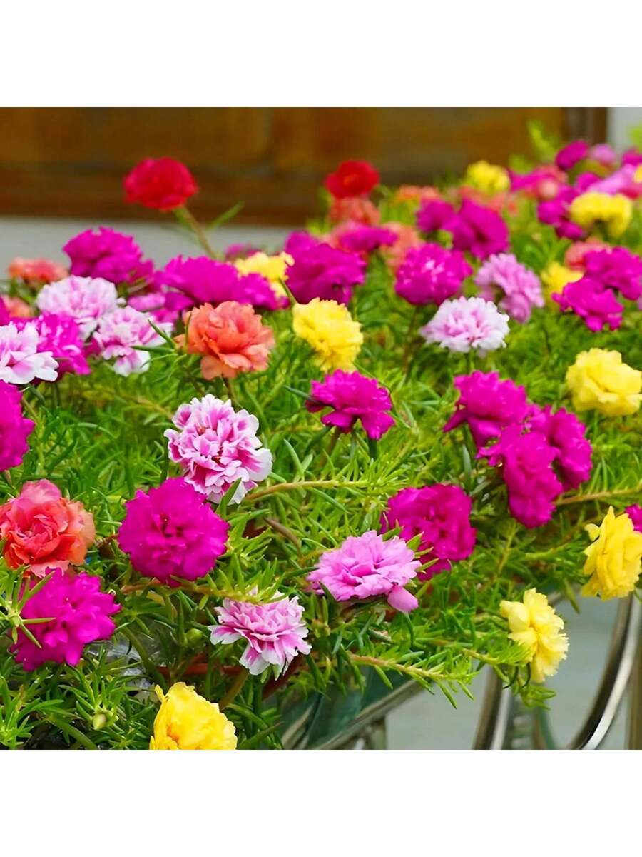1000 semillas mixtas de rosa de musgo doble (Portulaca Grandiflora)