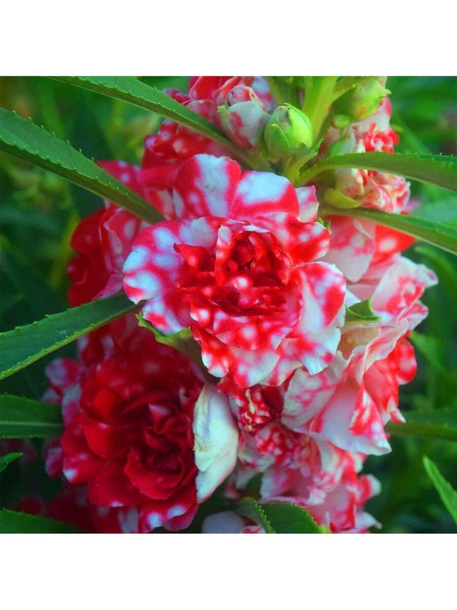 100 piezas de semillas de impatiens