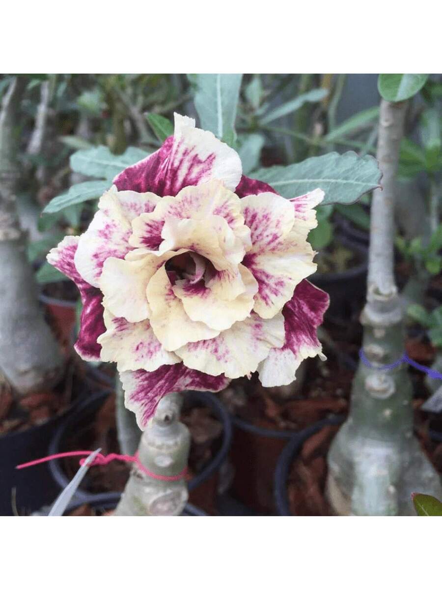 10 piezas de semillas de rosa del desierto