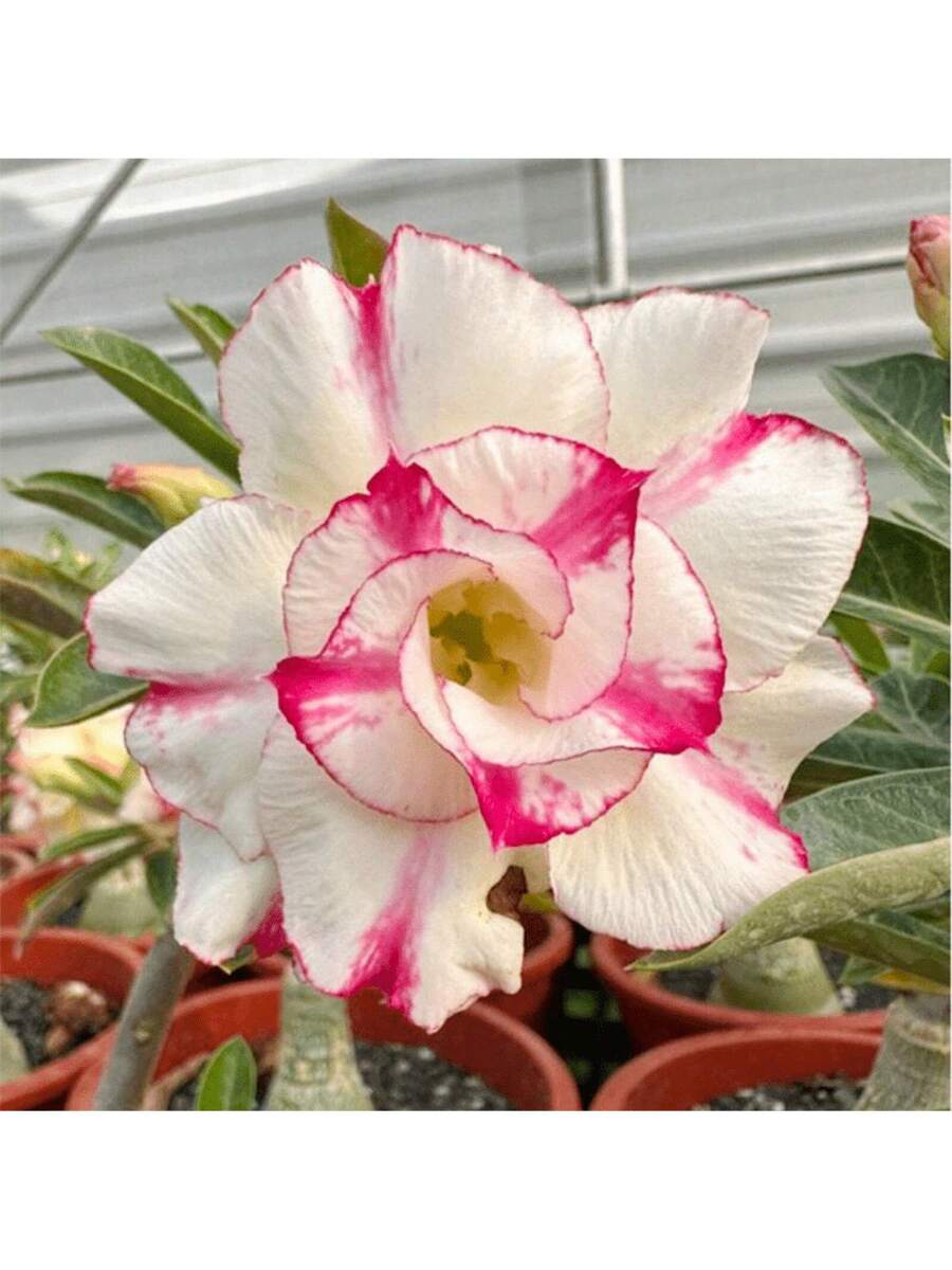 10 piezas de semillas de rosa del desierto