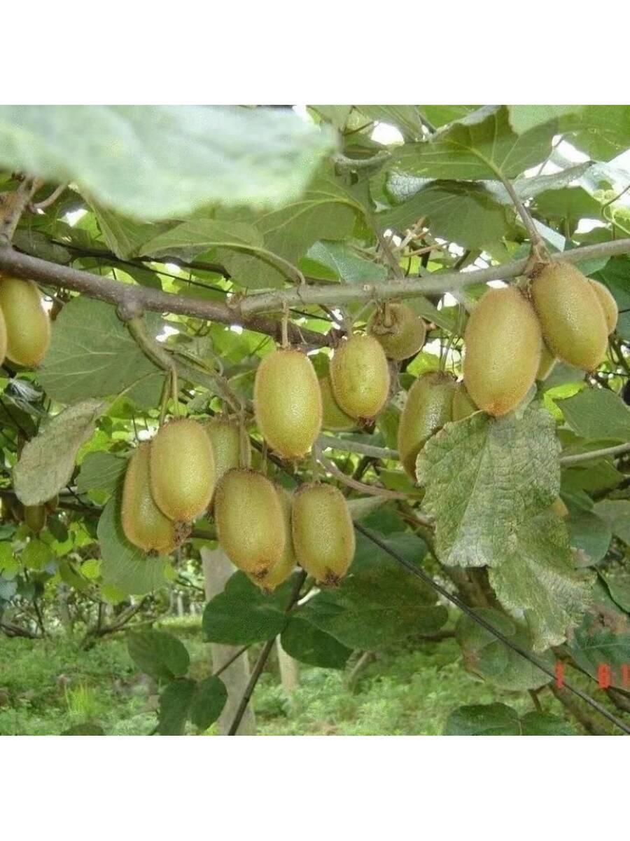 200 Semillas de Kiwi semillas