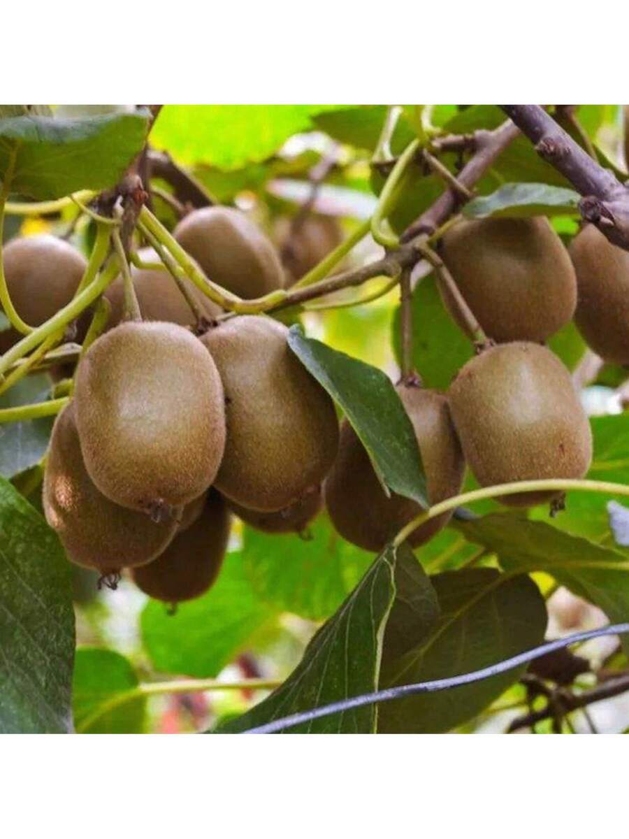 200 Semillas de Kiwi semillas