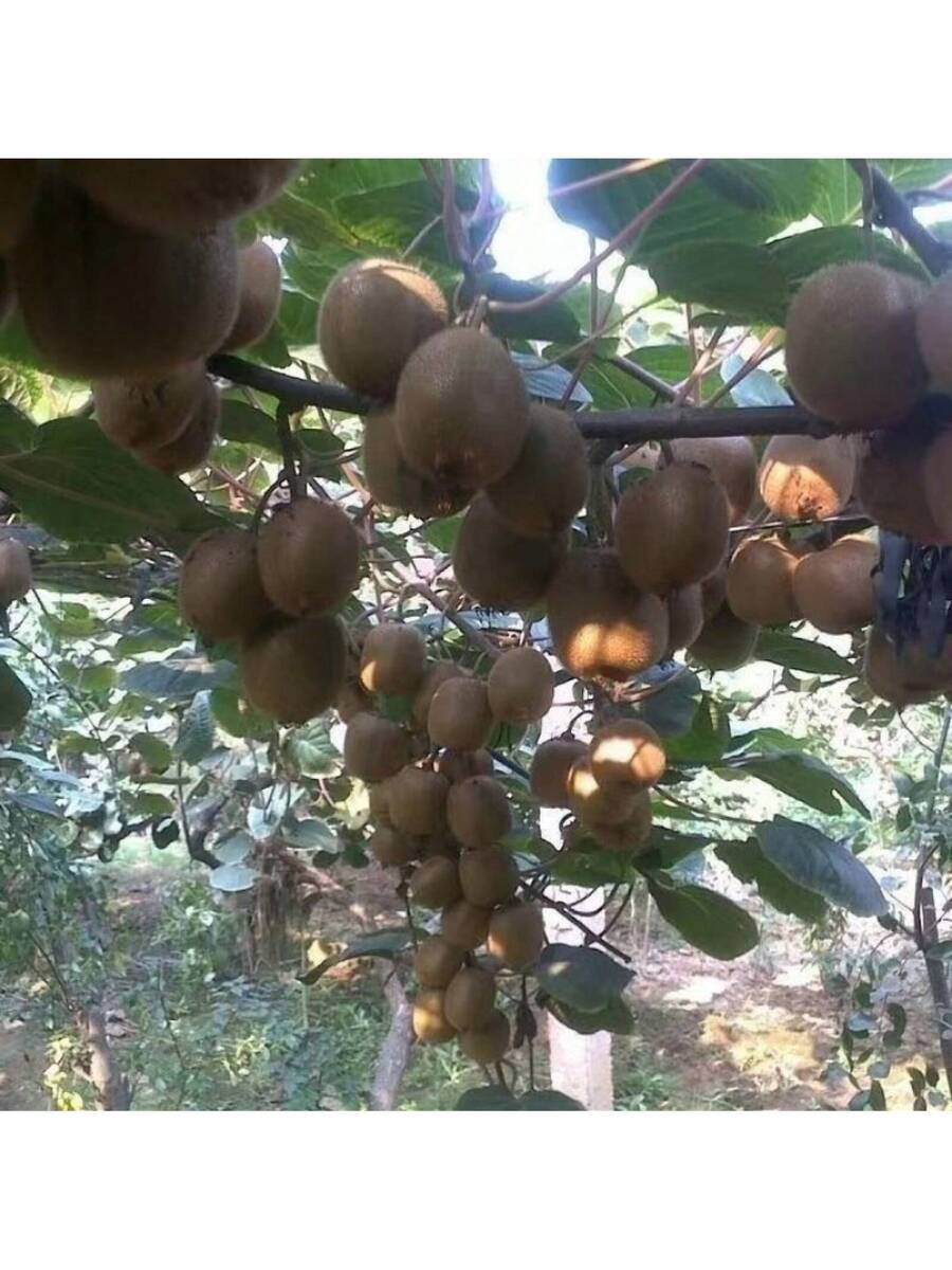 200 Semillas de Kiwi semillas