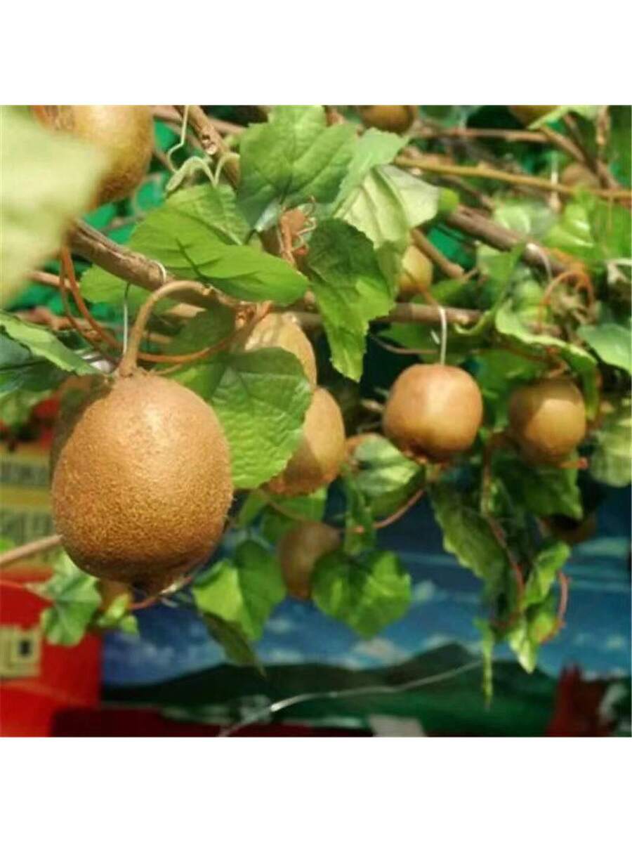 200 Semillas de Kiwi semillas