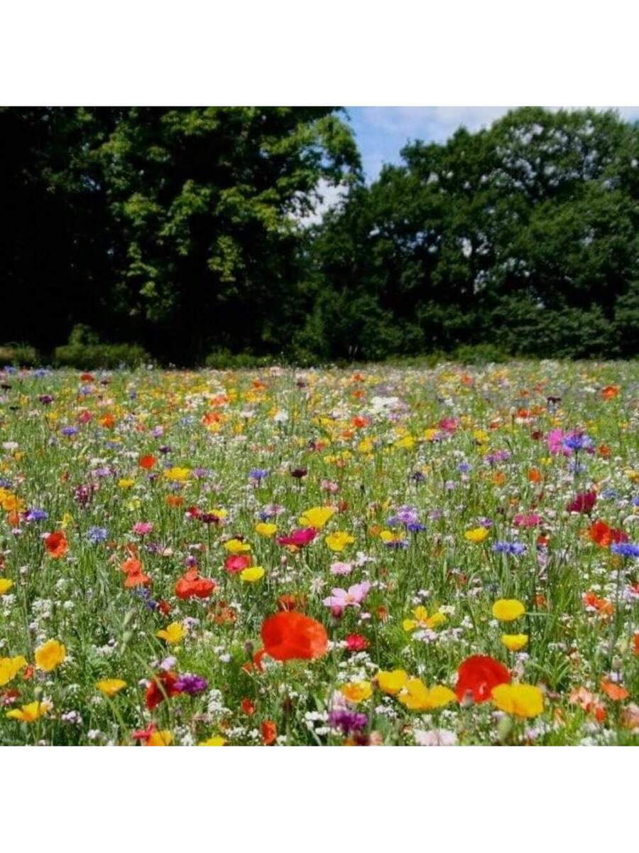 257 piezas de semillas mixtas de flores silvestres