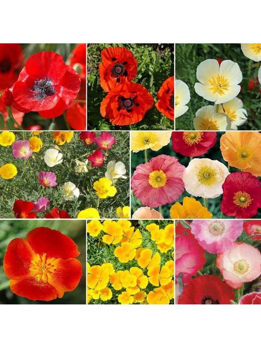 257 piezas de semillas mixtas de flores silvestres