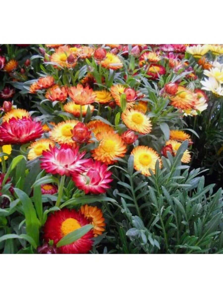 257 piezas de semillas mixtas de flores silvestres